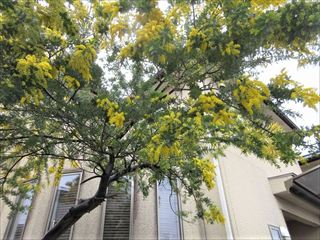 ギンヨウアカシア